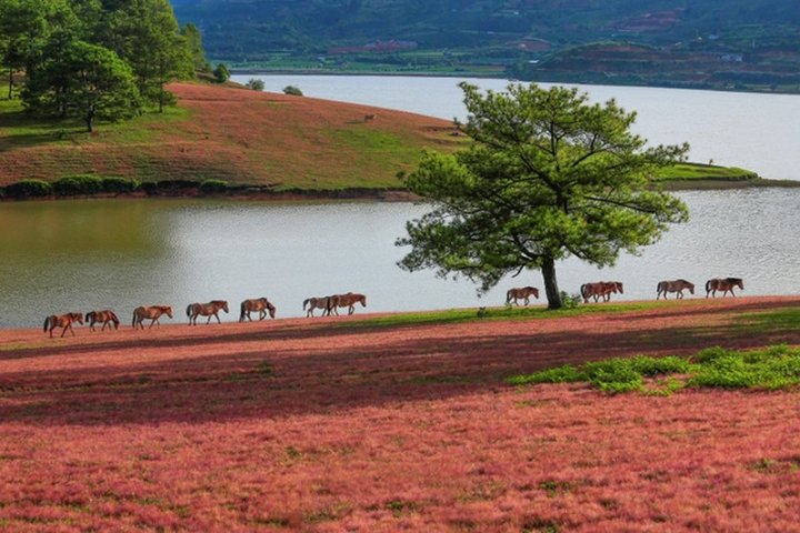 Say Đắm Vẻ Đẹp Mơ Màng Của Đồi Cỏ Hồng Giữa Lòng Đà Lạt