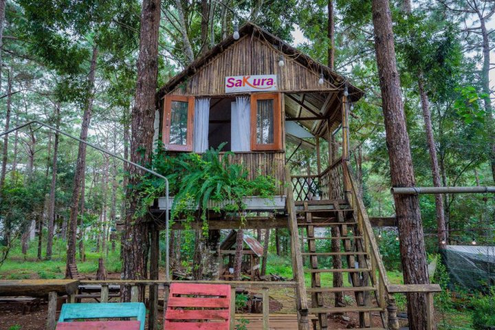 Sakura Homestay - Ngôi nhà gỗ xinh đẹp giữa rừng thông Măng Đen