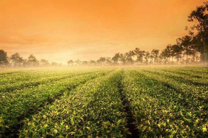 Biển Hồ Chè Gia Lai – Đồi chè xanh ngát ven hồ T’Nưng