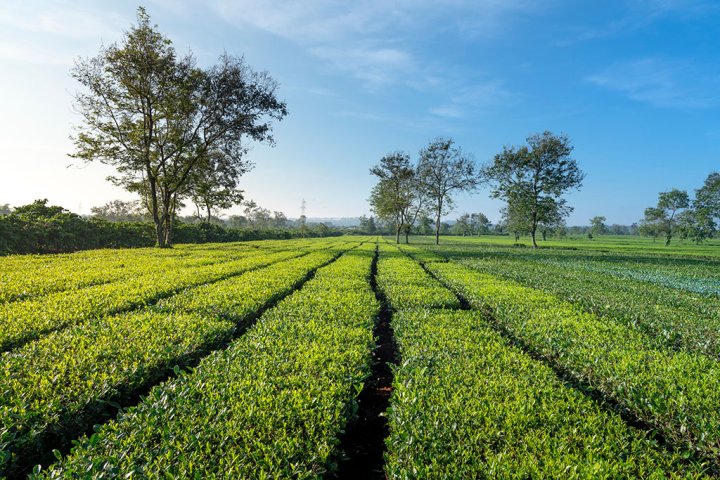 Biển Hồ Chè Gia Lai – Background Xanh Mướt Triệu Like Cho Tín Đồ Sống Ảo