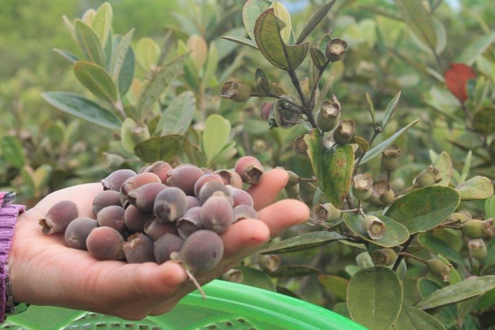 Rượu Sim Măng Đen: Nốt Hương Say Đắm Của Đại Ngàn Kon Plông