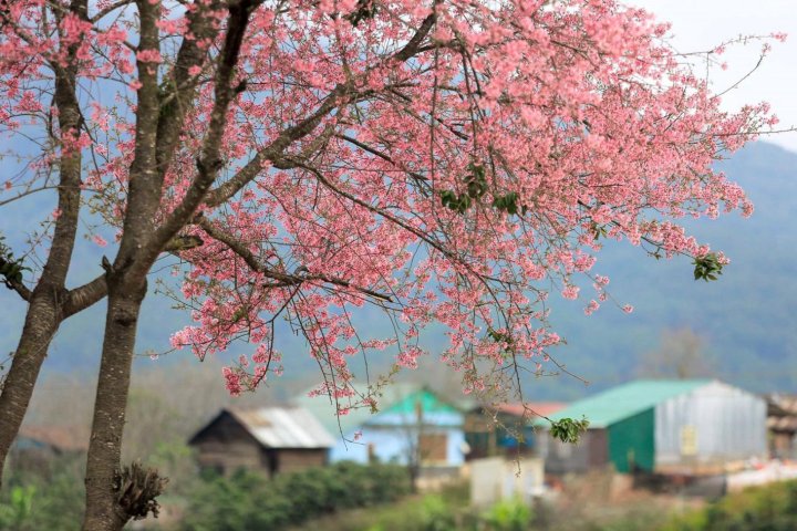 Festival Hoa Đà Lạt: Lễ hội hoa lớn nhất Tây Nguyên (Lịch & Chi tiết)