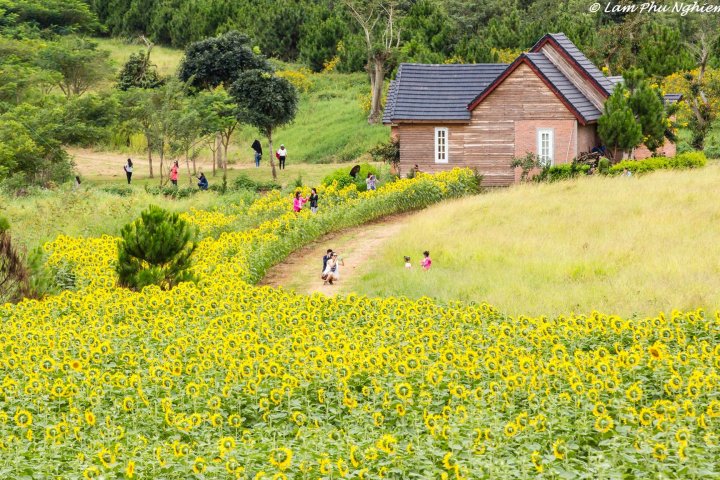 Check in Nông trại bò sữa xinh đẹp Dalat Milk Farm