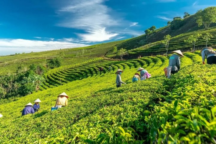 Kinh Nghiệm Săn Mây, Check-in Đồi Chè Cầu Đất Đà Lạt Chuẩn Nhất