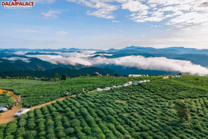 Đồi Chè Cầu Đất Đà Lạt: Thiên Đường Xanh Mát Giữa Cao Nguyên