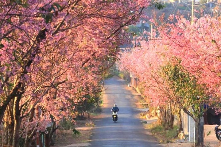 Đà Lạt 2026: Top 5 địa điểm ngắm Mai Anh Đào đẹp lung linh