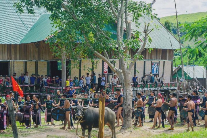 Lễ Hội Đâm Trâu Tây Nguyên: Nét Văn Hóa Độc Đáo Của Đồng Bào Dân Tộc