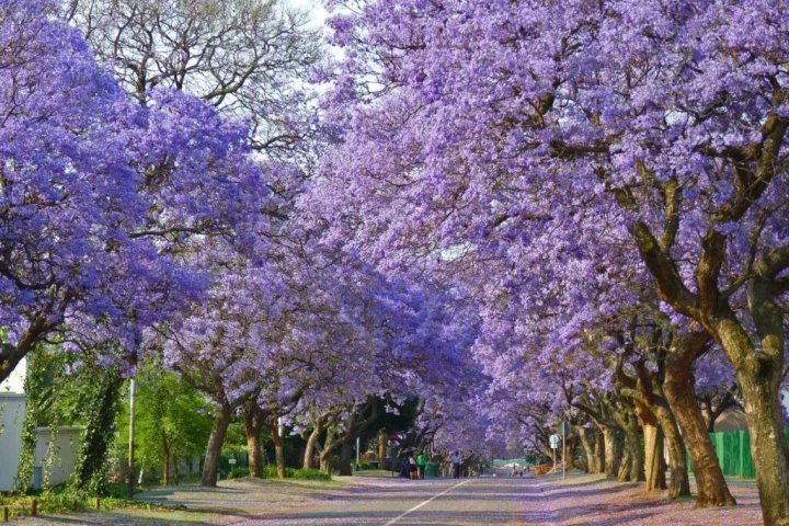 Đà Lạt bốn mùa: Nét quyến rũ đặc trưng không thể quên