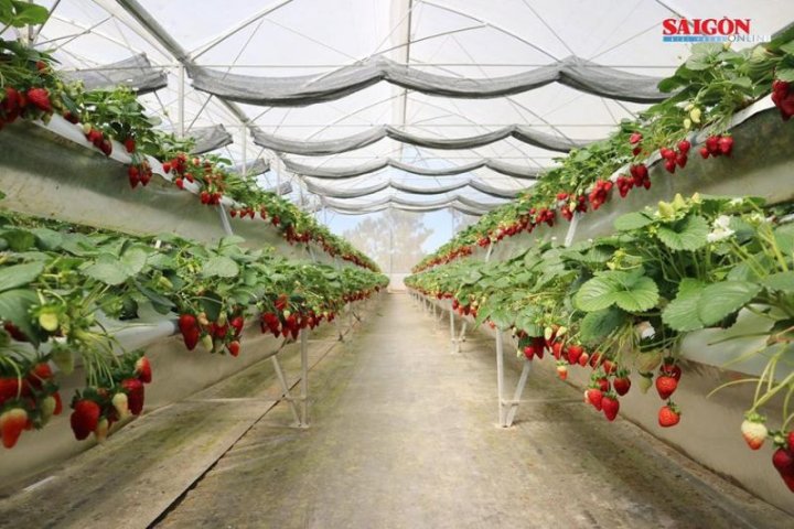 Khám phá vườn dâu Hoa Thắng Thịnh Đà Lạt HOT: Giờ mở cửa & Lộ trình.