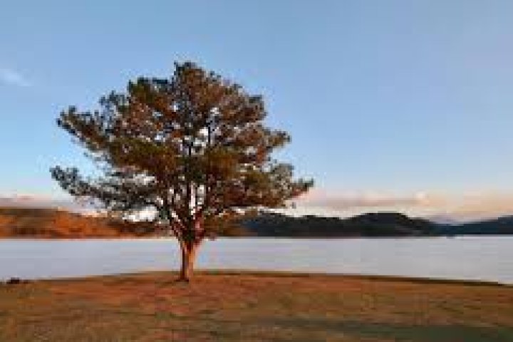 Khám phá Cây thông cô đơn Đà Lạt: Đường đi, kinh nghiệm check-in độc đáo.