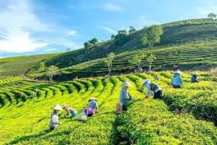 Cầu Đất Farm: Review chi tiết, giá vé & kinh nghiệm đi