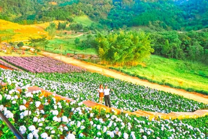 Review The Florest Đà Lạt 2026: 'Hoa Trong Rừng' & Cập nhật giá vé