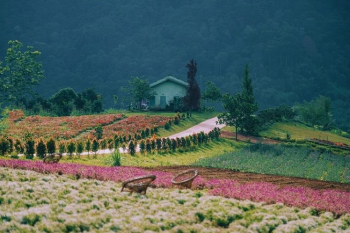 The Florest Đà Lạt 2026: Khám Phá Rừng Hoa, Cập Nhật Giá Vé