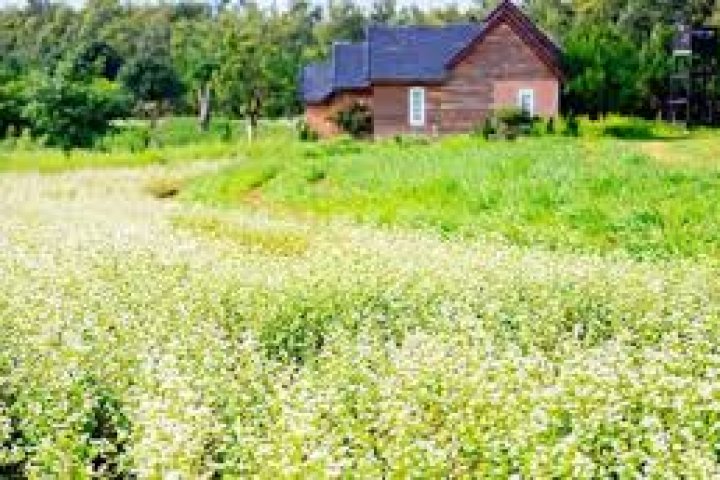 Đà Lạt Milk Farm: Nông trại sữa sống ảo đẹp quên lối về!