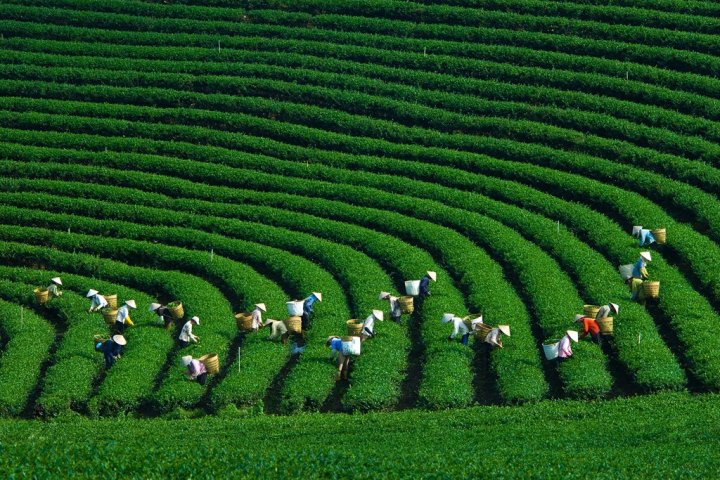Đồi Chè Cầu Đất Đà Lạt: Hành Trình Ngắm Mây Và Thưởng Thức Trà Tươi
