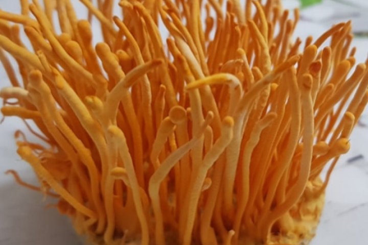 Đông trùng hạ thảo Đà Lạt quý hiếm