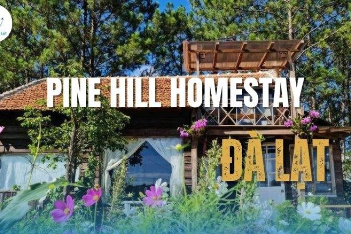 Trải Nghiệm Pine Hill Homestay: Ngôi Nhà Giữa Rừng Thông Mát Lạnh