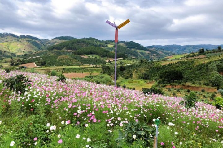 Thung Lũng Hoa Tà Nung Đà Lạt: Review chi tiết & Giá vé 2024