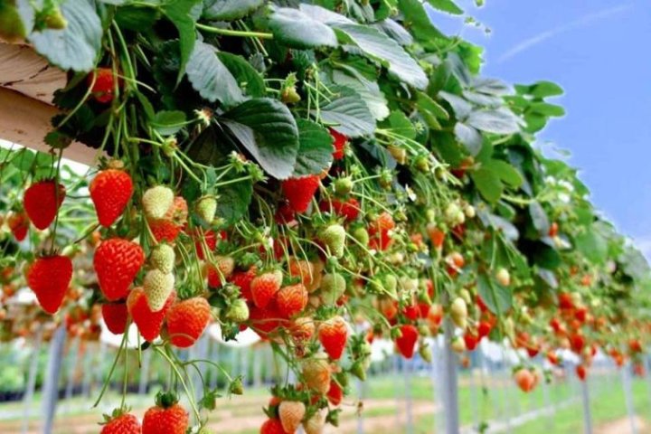 Khám Phá Các Nông Trại Xanh Măng Đen