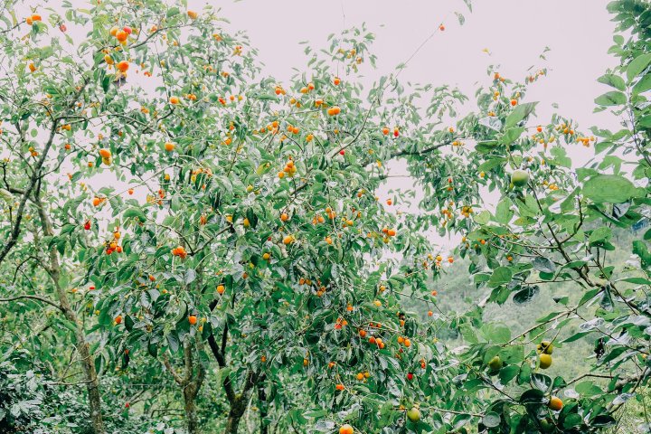 Khám phá 5 vườn hồng Đà Lạt tuyệt đẹp, vào cổng miễn phí!