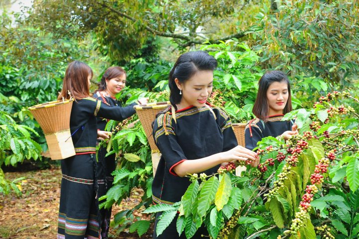Lễ Hội Cà Phê Buôn Ma Thuột - Hương Thơm Đại Ngàn