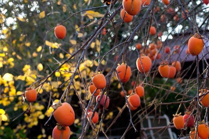 Hồng treo gió Đà Lạt – Đặc sản cao cấp, món quà biếu tặng sang trọng.
