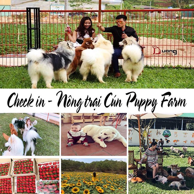 Nông Trại Cún Puppy Farm Đà Lạt