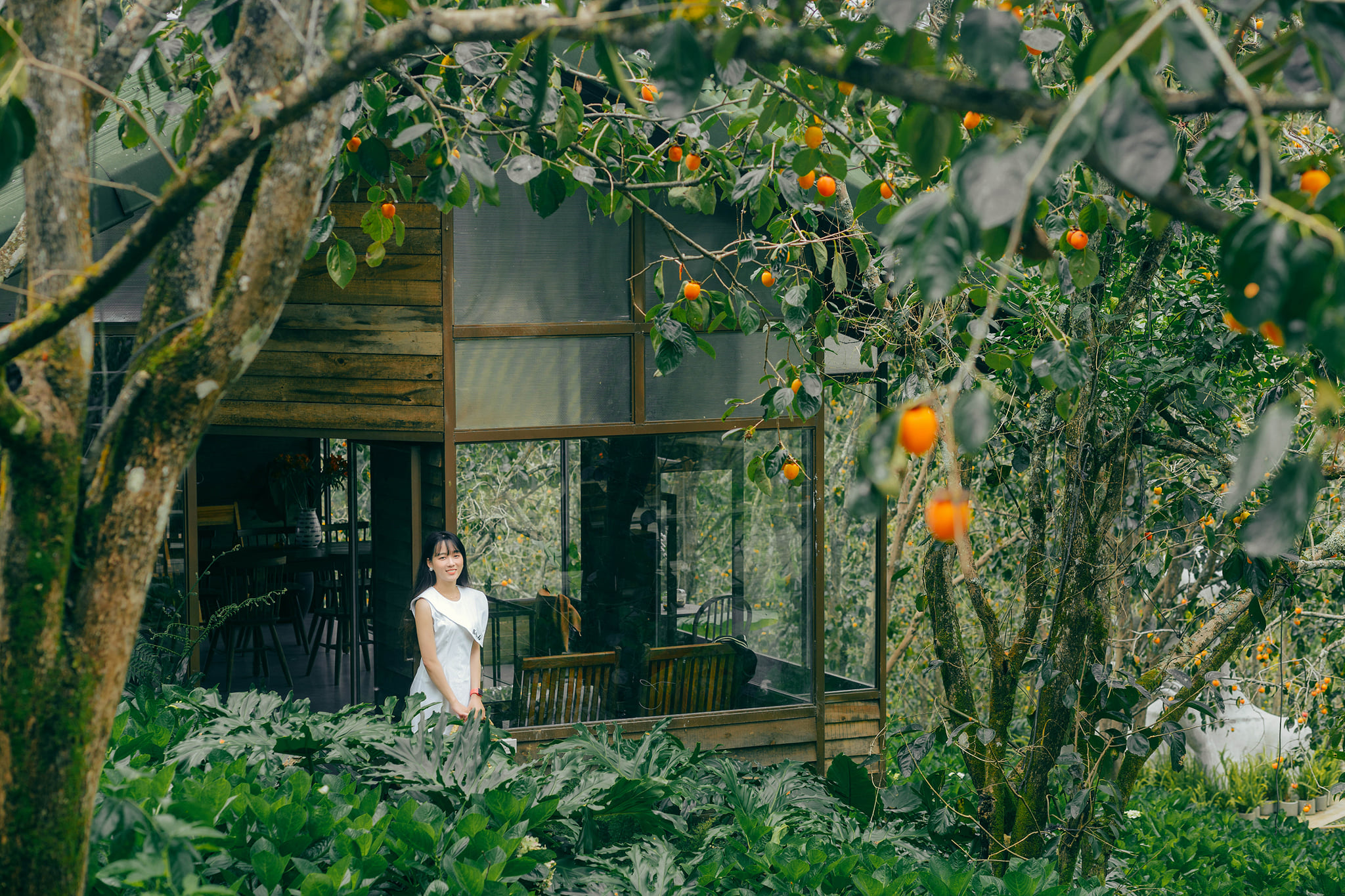 Vườn hồng Thái Long