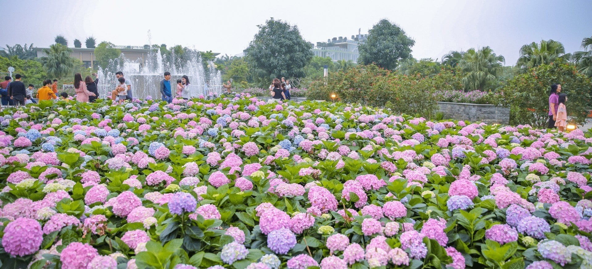 Đồi/Cánh đồng hoa cẩm tú cầu Lạc Dương – Tỉnh lộ 723