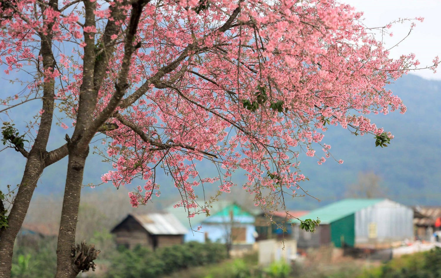 Lễ hội Mai Anh Đào Đà Lạt