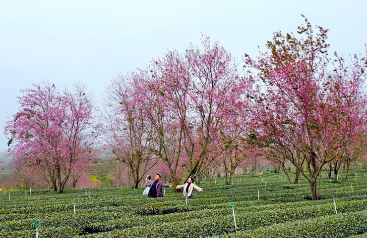 Đồi chè Cầu Đất