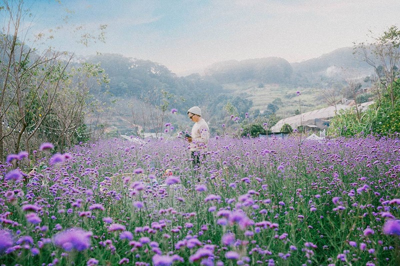 F Cánh Đồng Hoa Đà Lạt