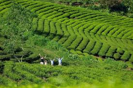 khu du lịch Cầu Đất Farm