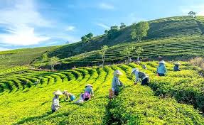 khu du lịch Cầu Đất Farm