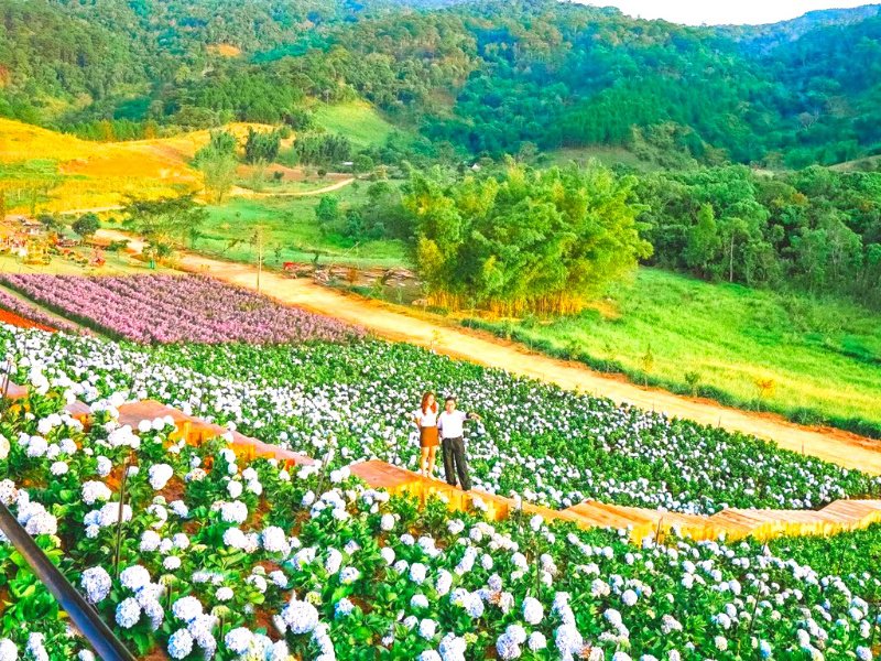 The Florest – Hoa Trong Rừng