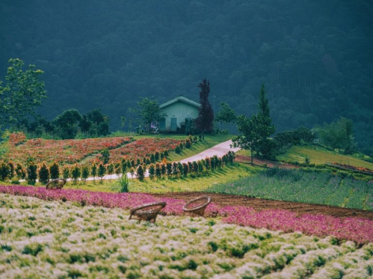 The Florest – Hoa Trong Rừng