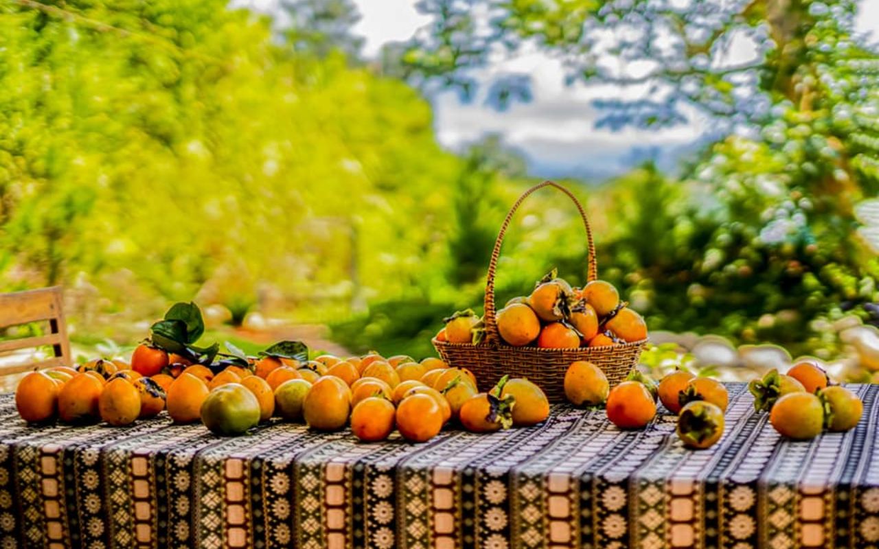 Vườn hồng Mộc Trà Farm