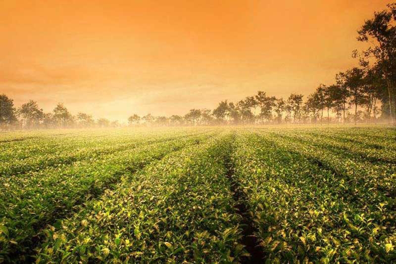 Biển Hồ Chè Gia Lai 