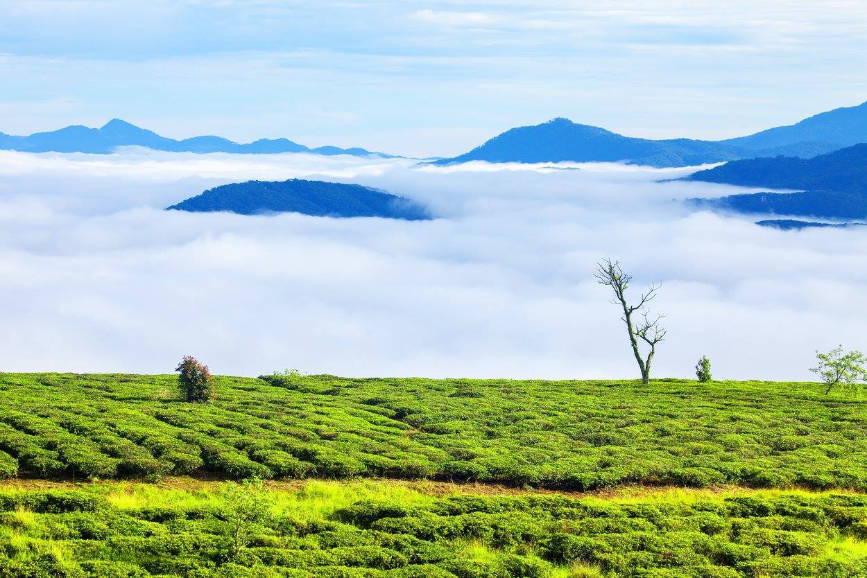 Đồi Chè Cầu Đất Đà Lạt