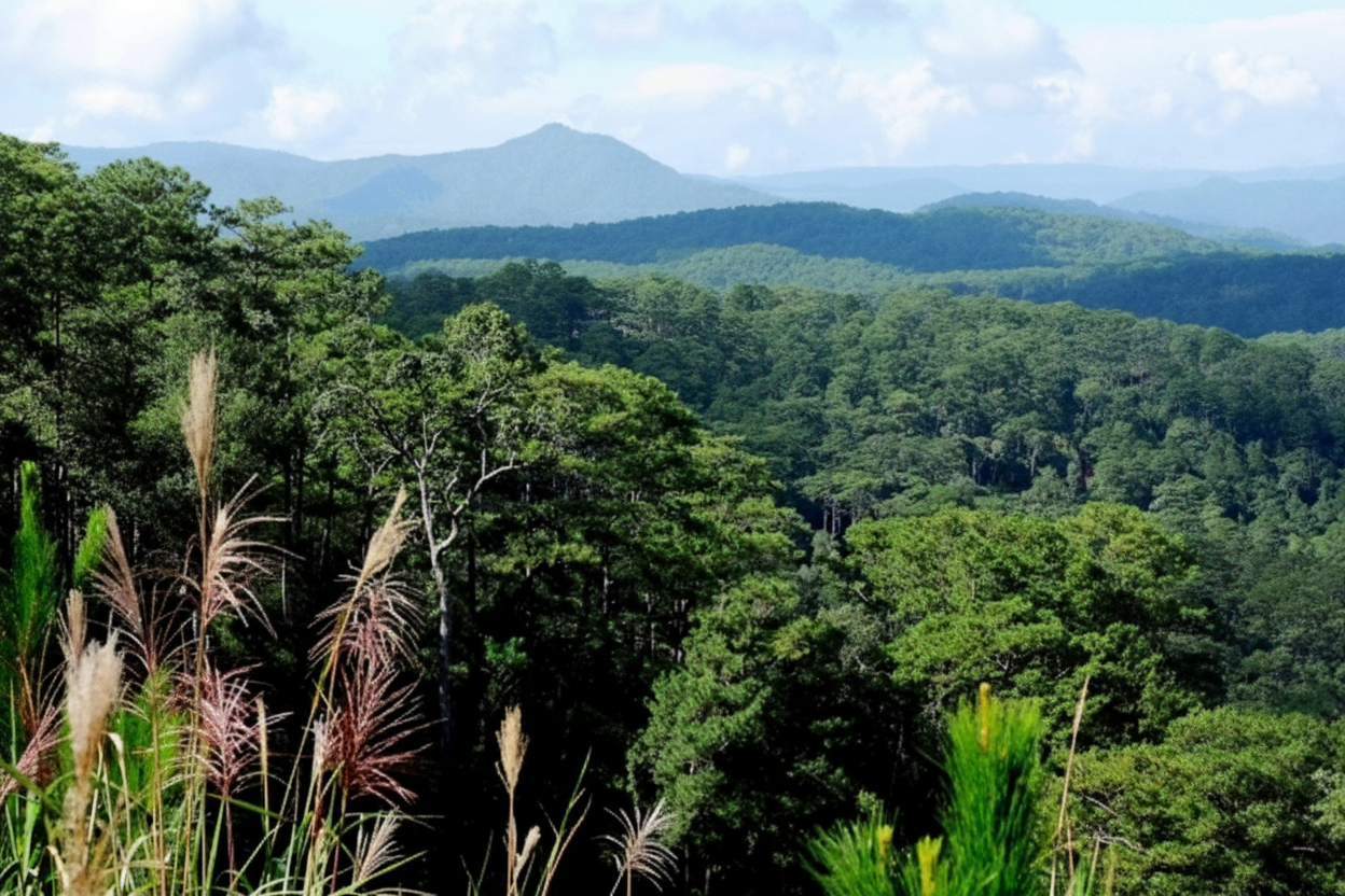 Cây Pơ Mu cổ thụ Bidoup