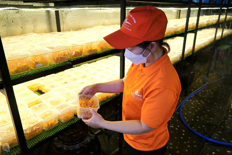 Trang trại Đông trùng hạ thảo Đà Lạt Trang trại Đông trùng hạ thảo Đà Lạt