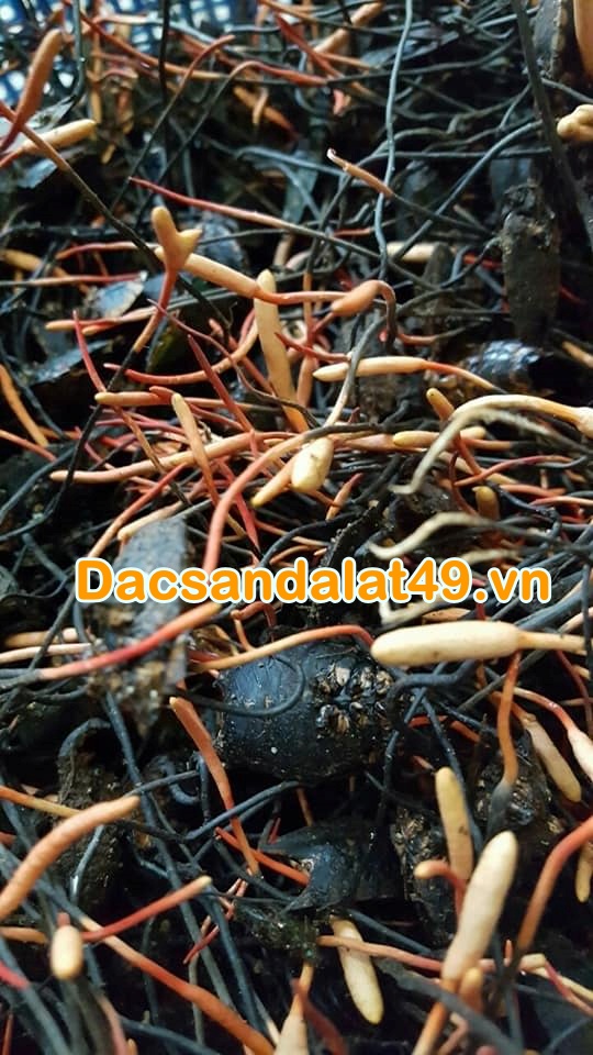 Đông trùng hạ thảo Đà Lạt Đông trùng hạ thảo Đà Lạt