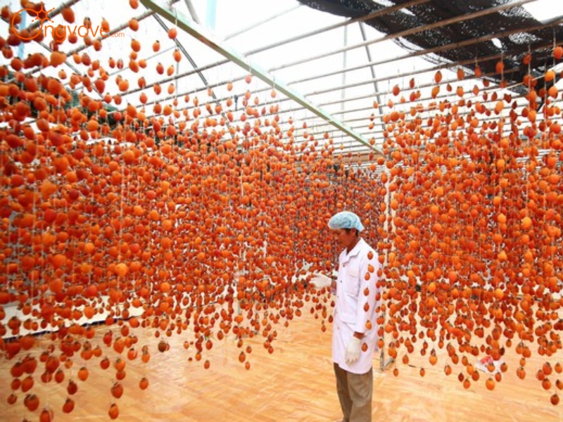 Vườn hồng treo gió Đà Lạt Vườn hồng treo gió Đà Lạt