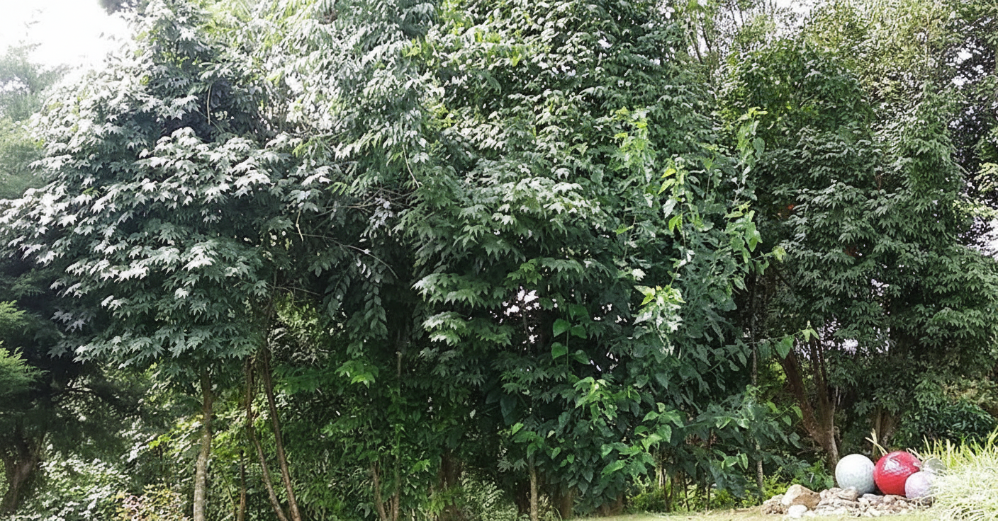 Nhà 132 ngói Lá Phong Đà Lạt