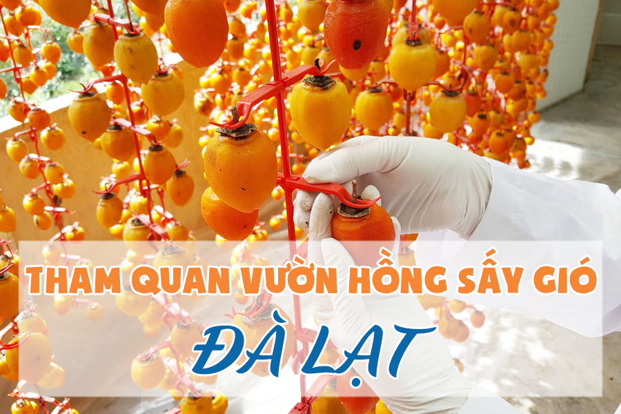 * Quy trình phơi hồng treo gió Đà Lạt * Quy trình phơi hồng treo gió Đà Lạt