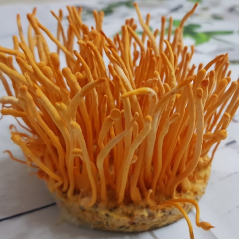 Đông trùng hạ thảo sấy khô Đà Lạt Đông trùng hạ thảo sấy khô Đà Lạt